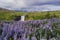 SkÃƒÆ’Ã†â€™Ãƒâ€ Ã¢â‚¬â„¢ÃƒÆ’Ã¢â‚¬Å¡Ãƒâ€šÃ‚Â³gafoss Waterfall and blooming lupine flowers, Iceland